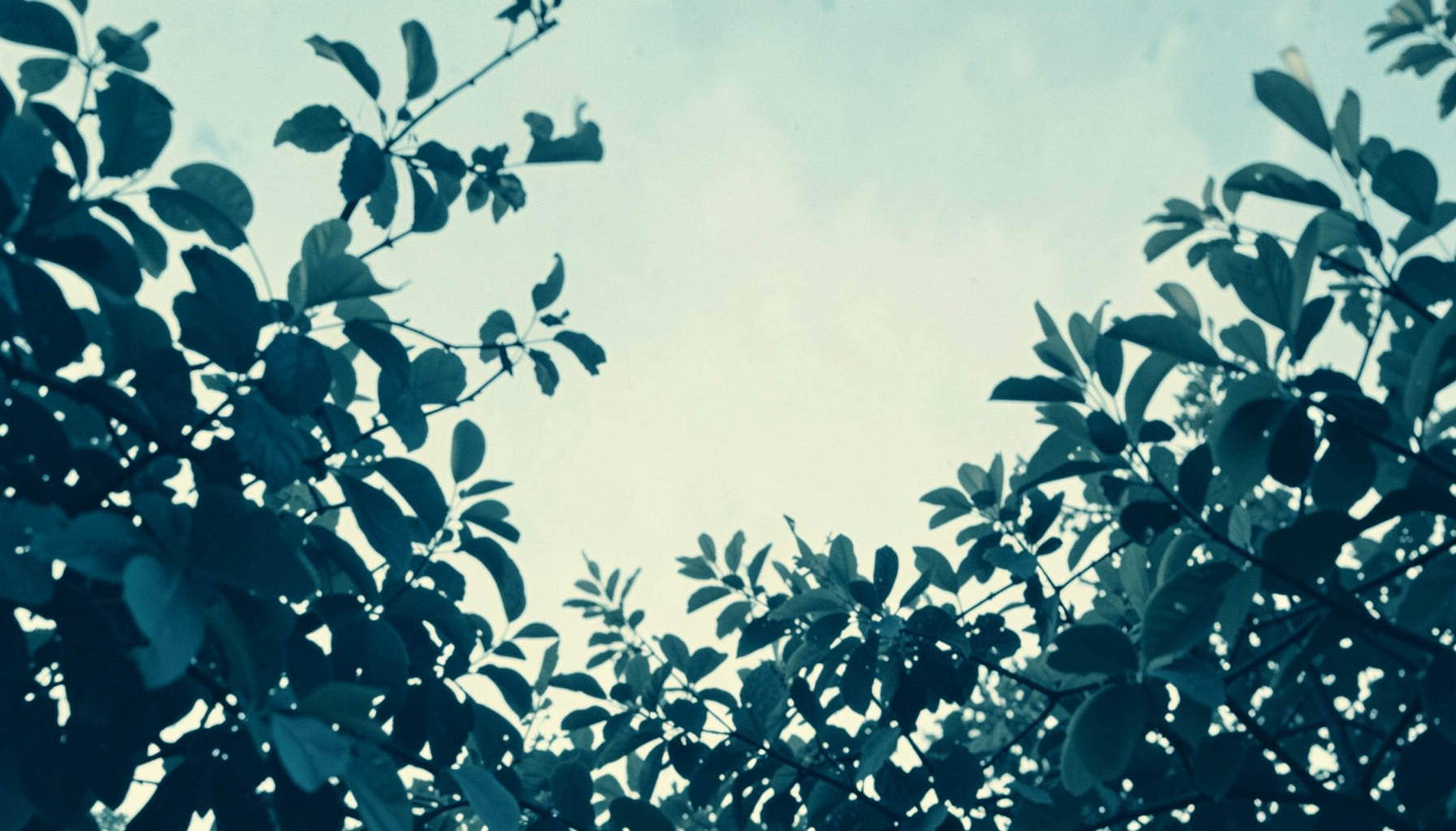Soft duotone photograph of leafy green branches against a hazy pale-blue sky, rendered in muted teal and warm cream tones.